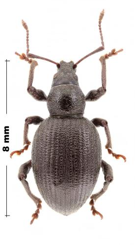 Dodecastichus sp.